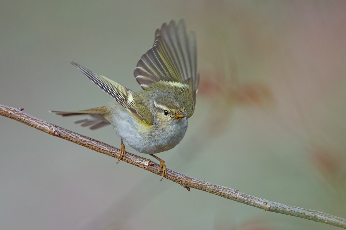 Yellow-browed Warbler - ML615127545