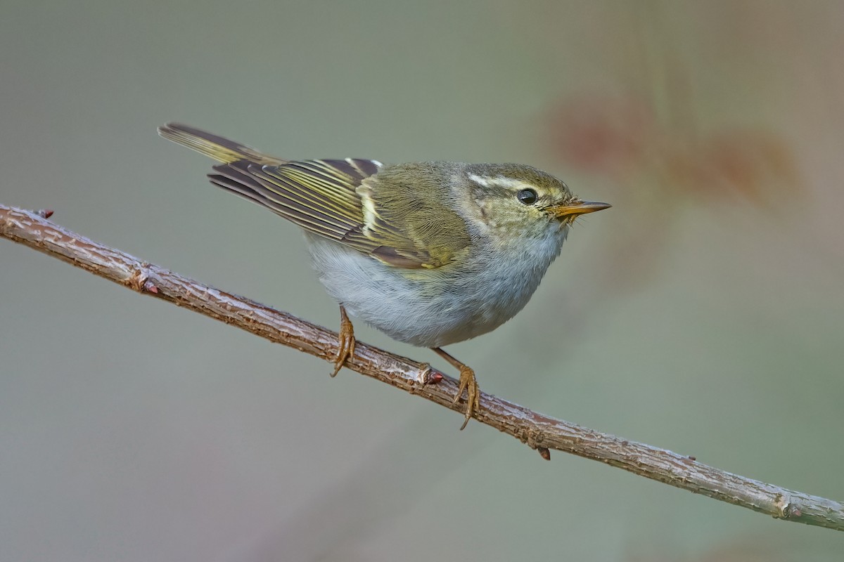 Yellow-browed Warbler - ML615127546