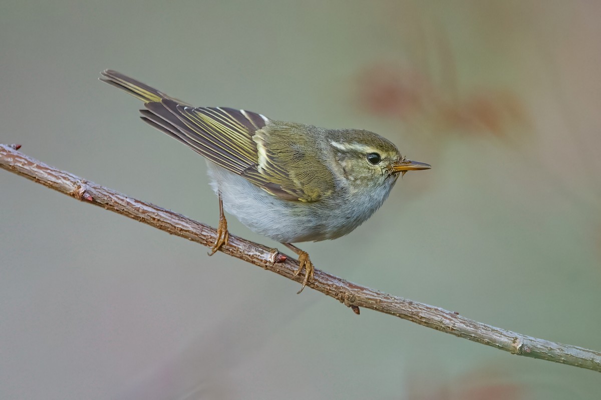 Yellow-browed Warbler - ML615127547