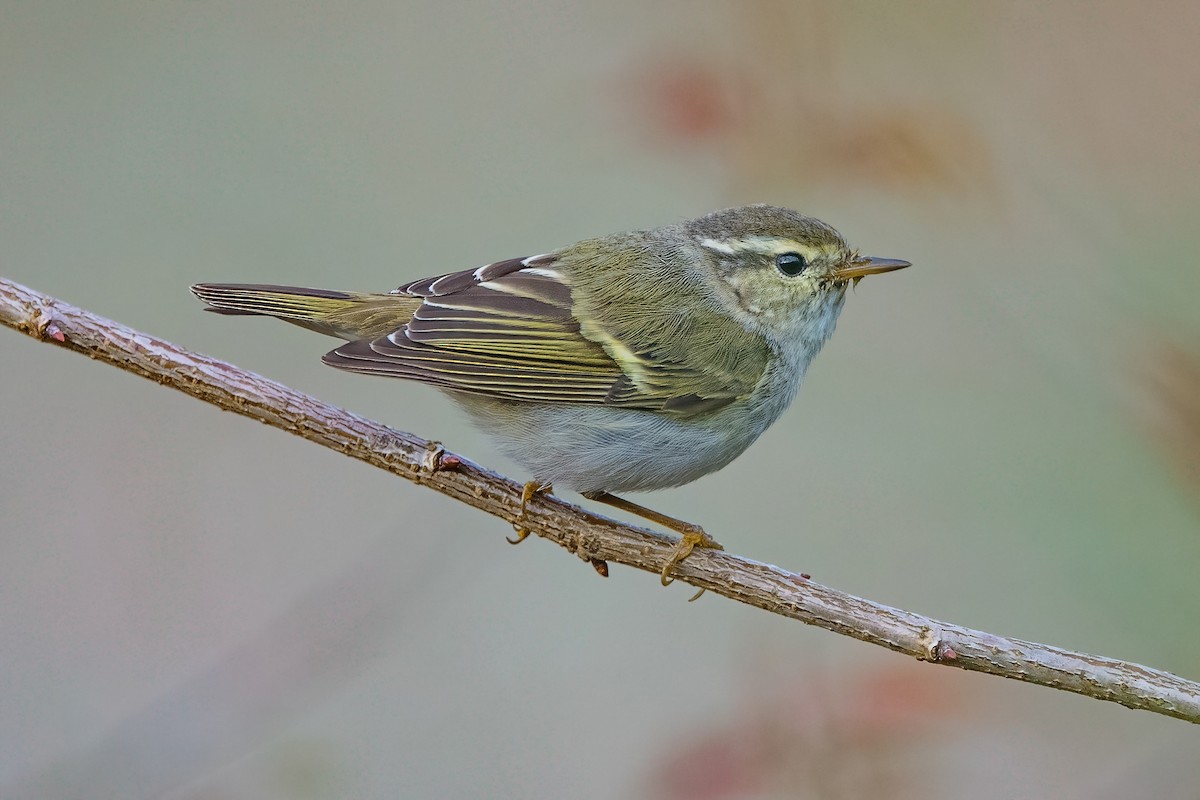 Yellow-browed Warbler - ML615127549