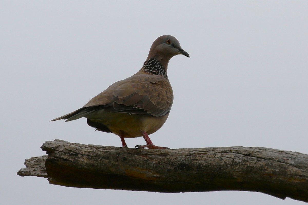 Spotted Dove - ML615127554