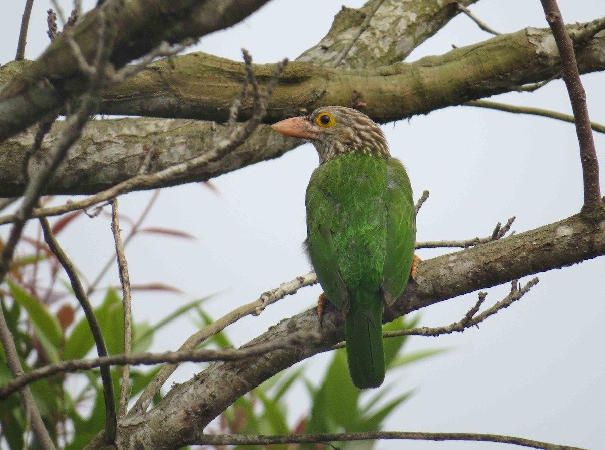 Lineated Barbet - ML615127567