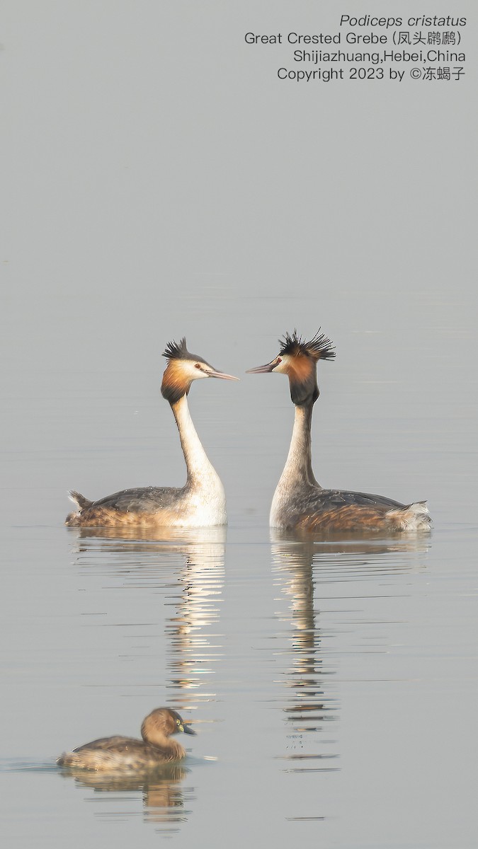 Great Crested Grebe - ML615127577