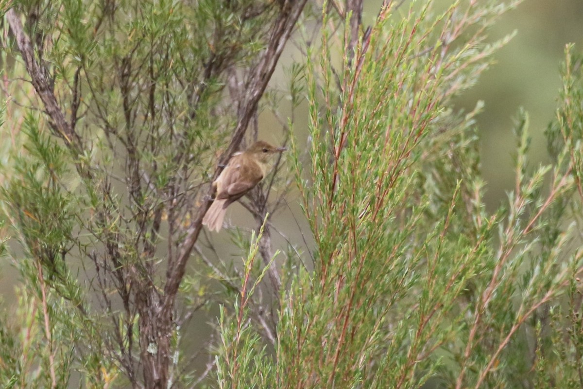 Australian Reed Warbler - ML615127608
