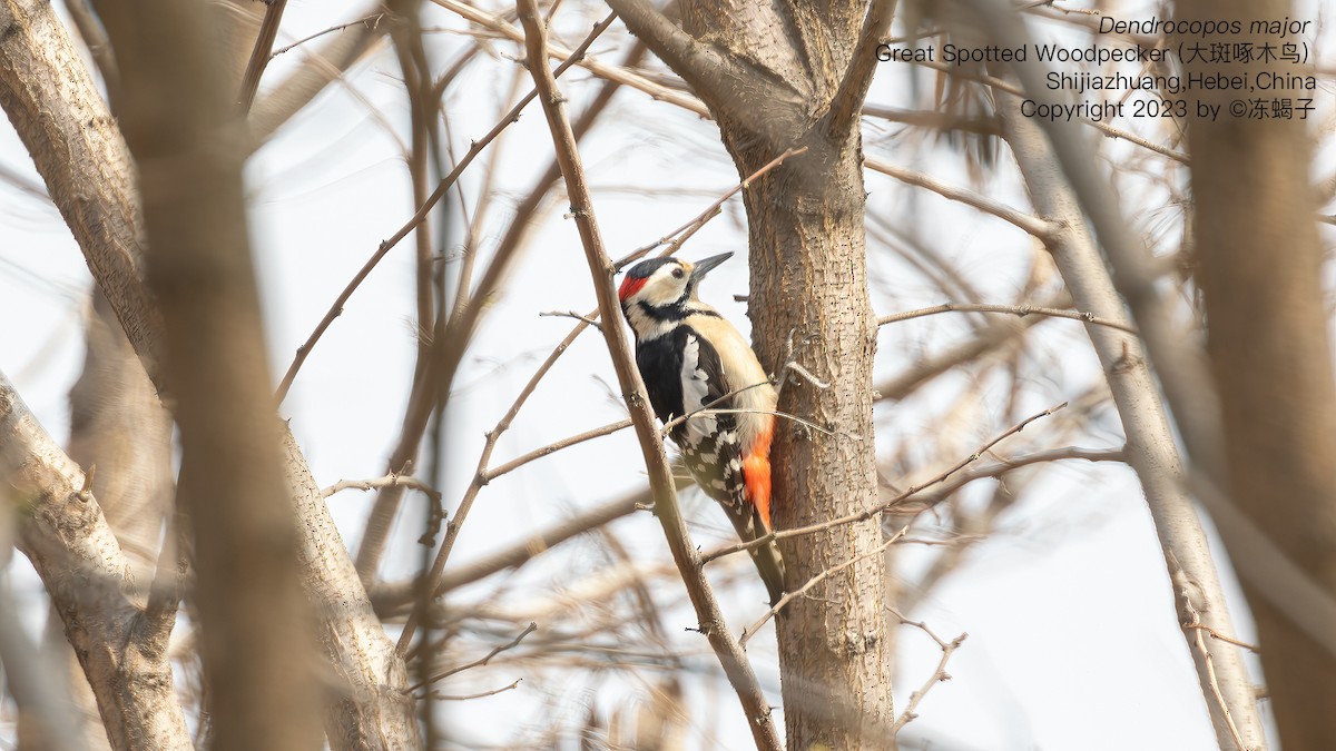 Great Spotted Woodpecker - ML615127624