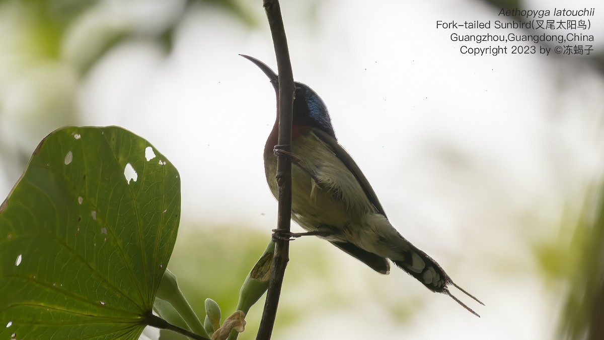 Fork-tailed Sunbird - Xuelei Jiang
