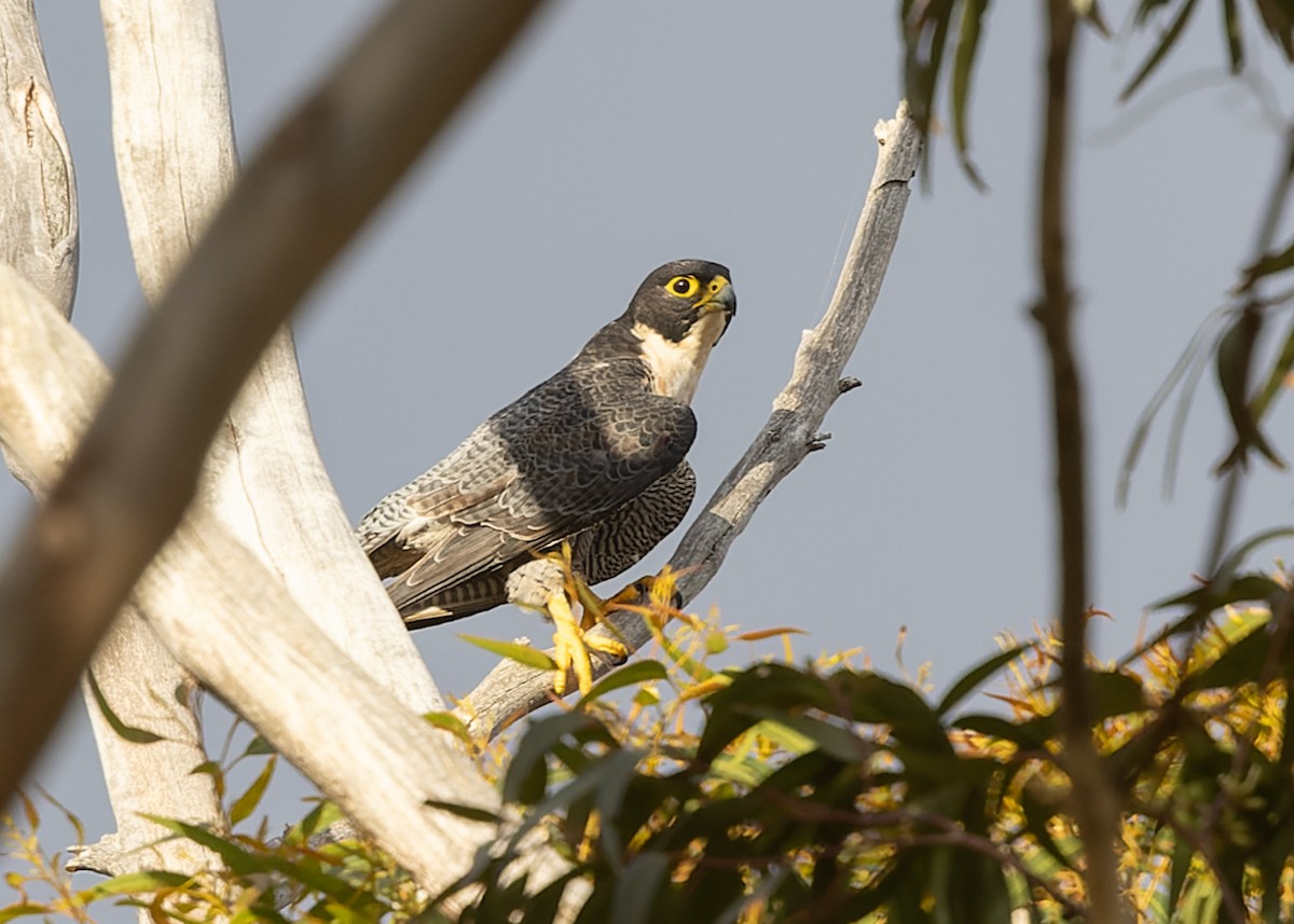 Peregrine Falcon (Australian) - ML615127770