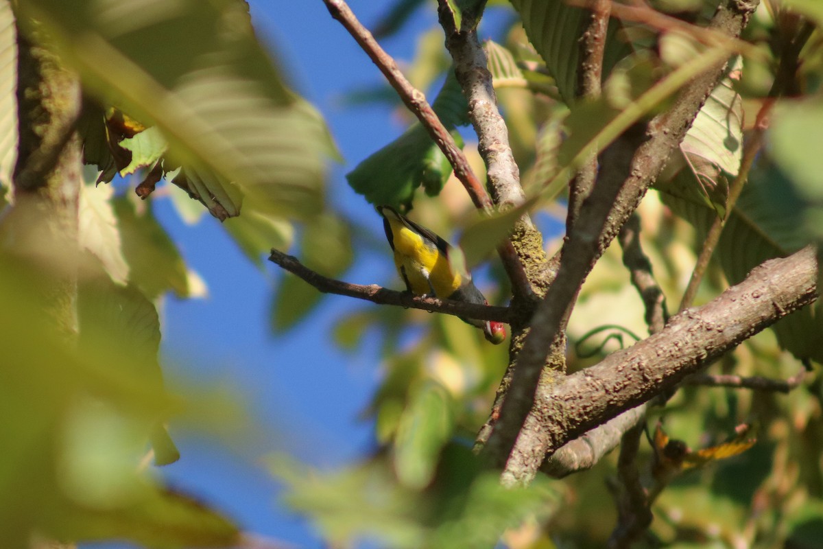 Yellow-bellied Flowerpecker - ML615127799