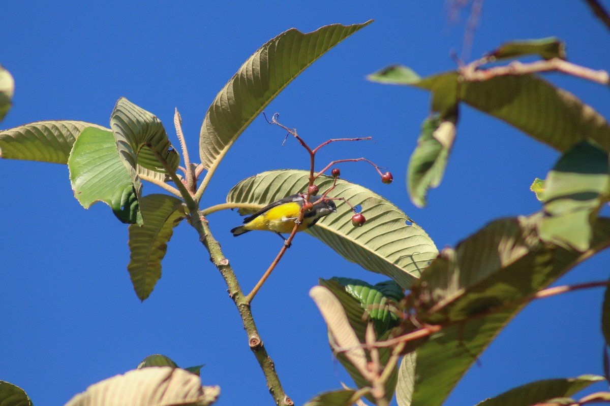 Yellow-bellied Flowerpecker - ML615127805