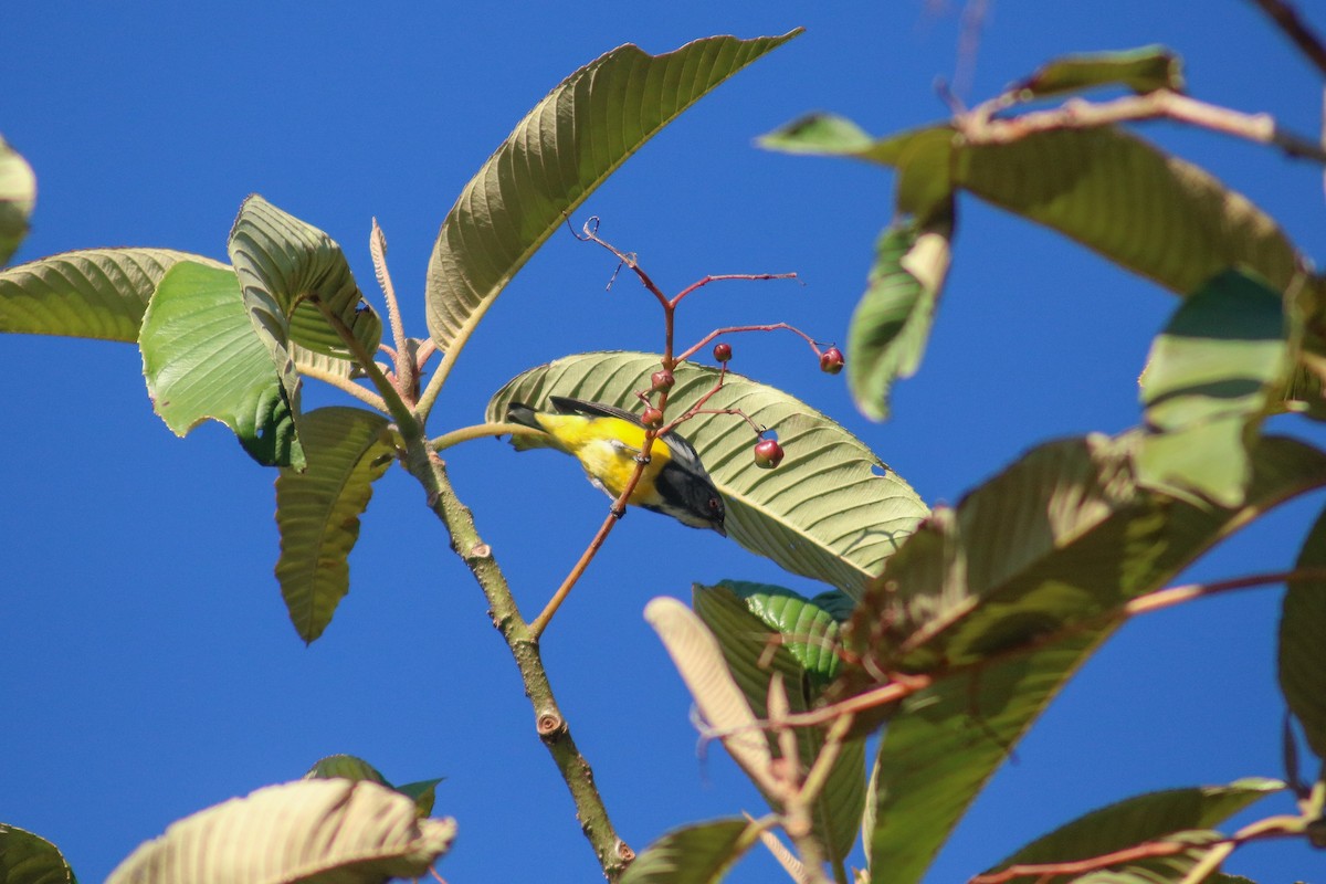 Yellow-bellied Flowerpecker - ML615127807