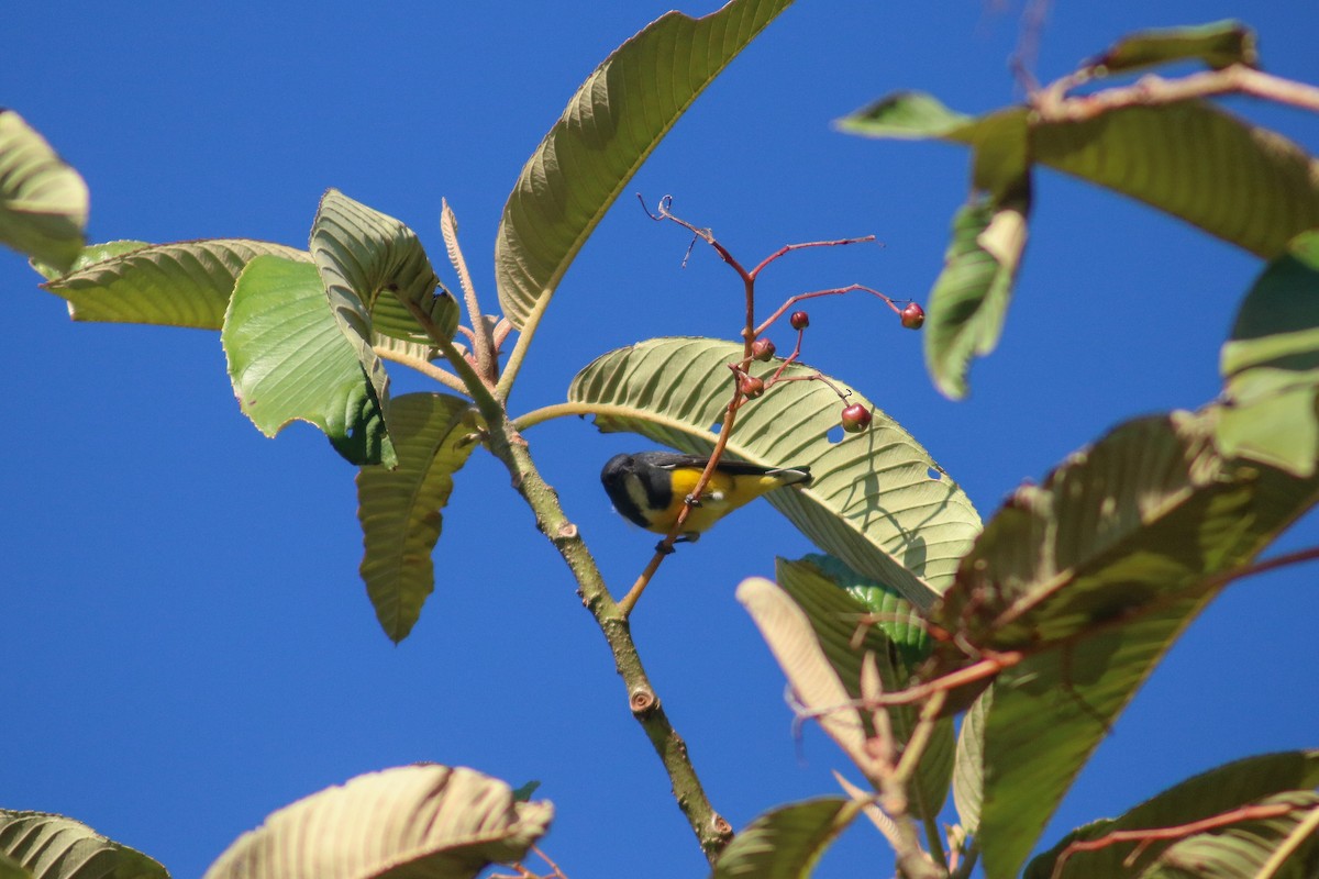 Yellow-bellied Flowerpecker - ML615127814