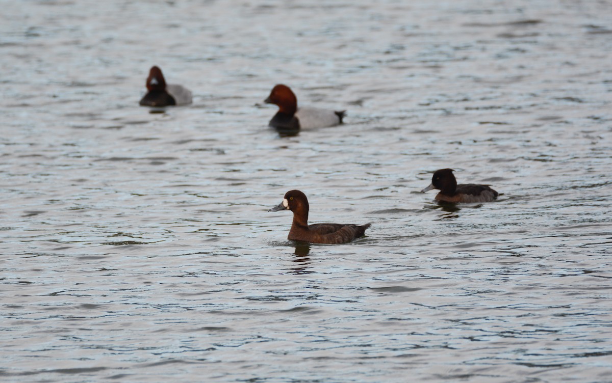 Greater Scaup - ML615127946