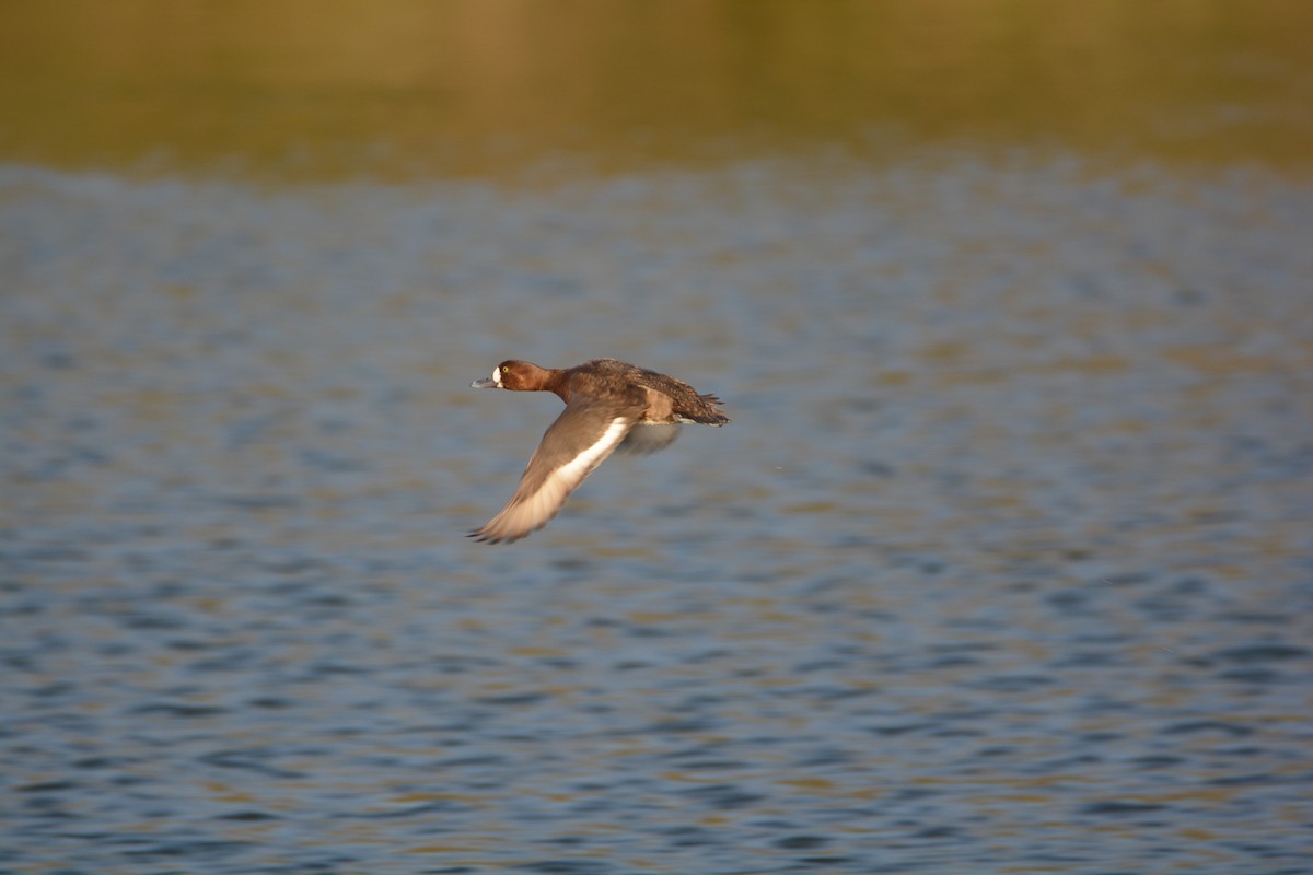 Greater Scaup - ML615127947