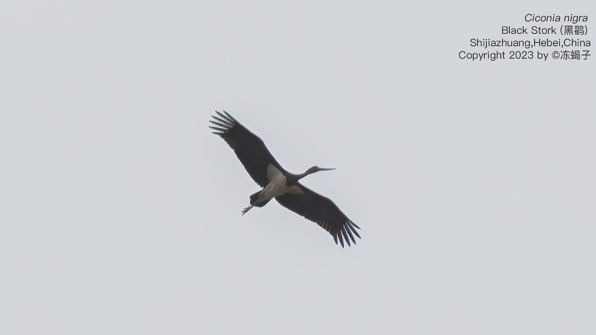 Black Stork - ML615128027