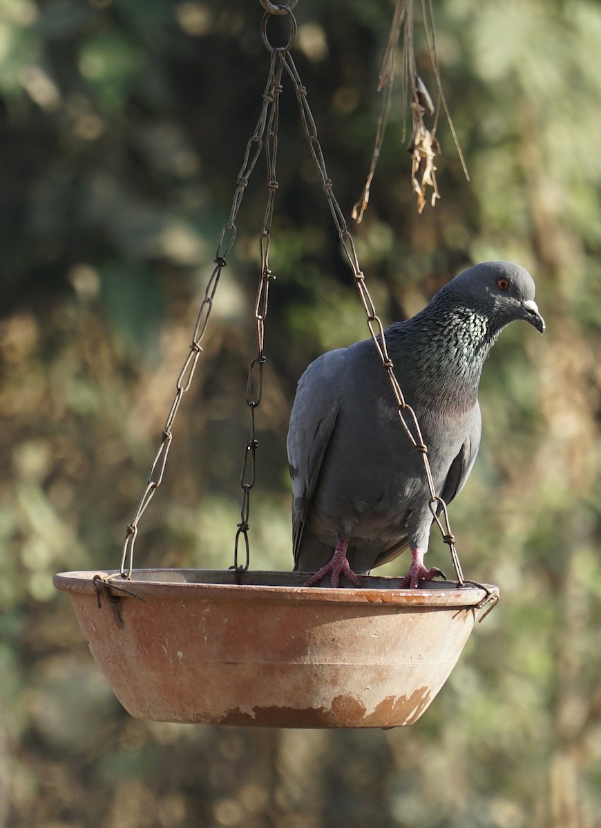 Rock Pigeon (Feral Pigeon) - ML615128226