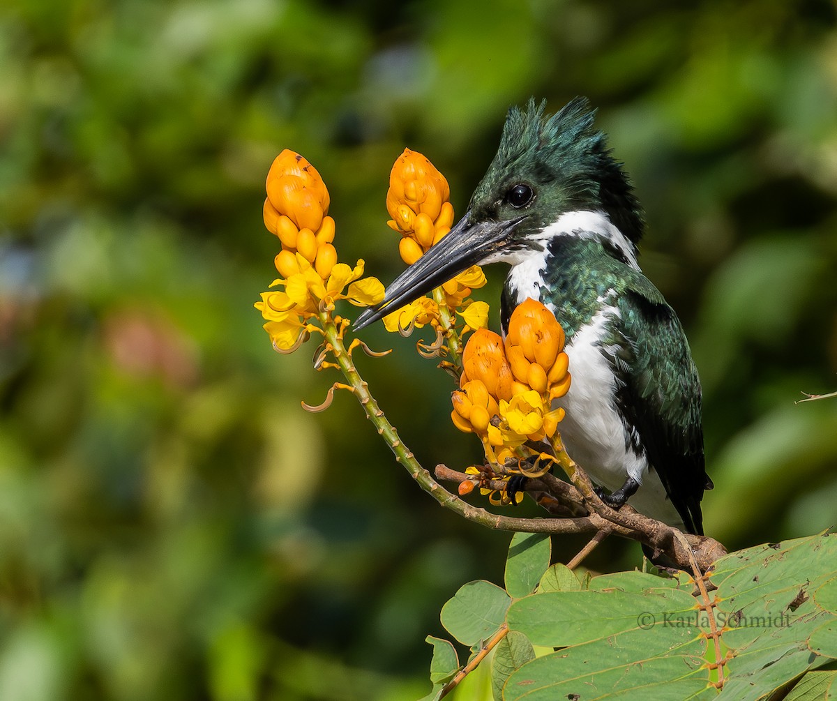 Amazon Kingfisher - Karla Schmidt