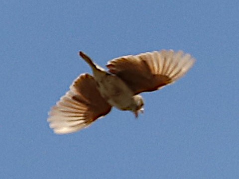 Singing Bushlark (Australasian) - ML615128444