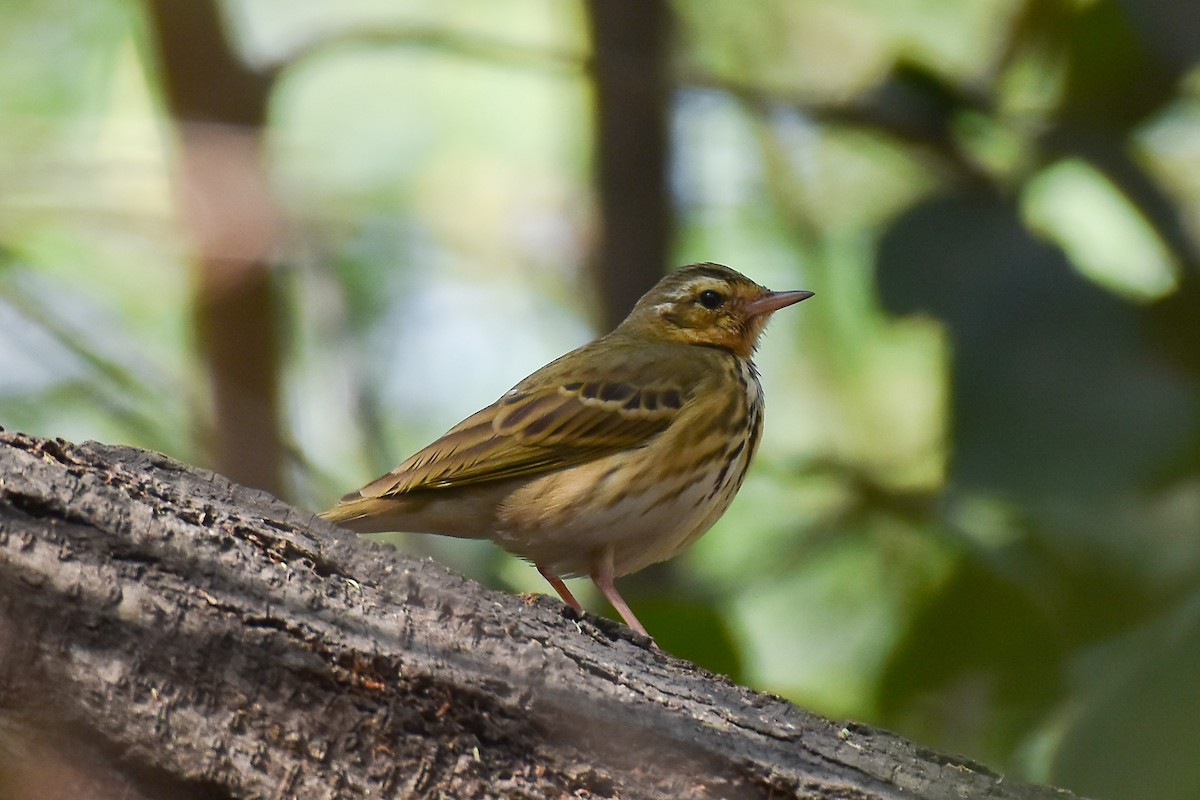 Olive-backed Pipit - ML615128471
