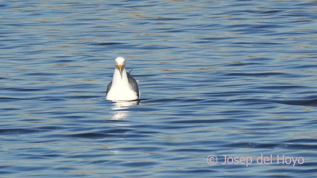 Yellow-legged Gull (michahellis) - ML615128510