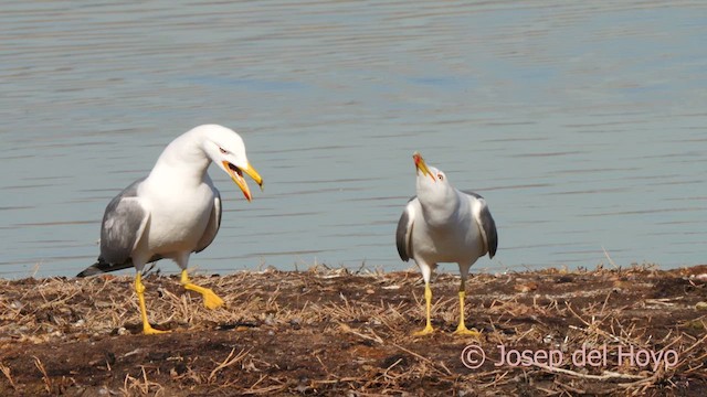 Yellow-legged Gull (michahellis) - ML615128762