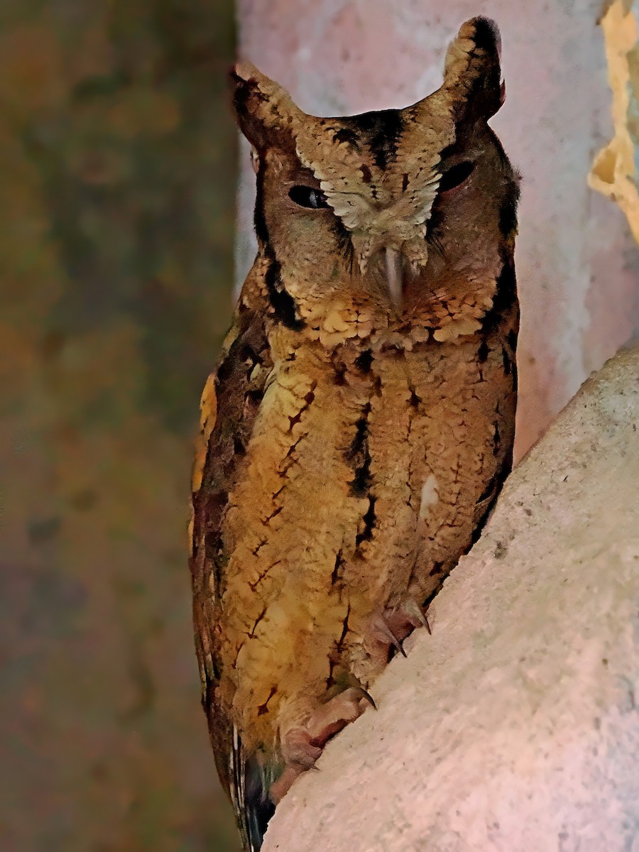 Sunda Scops-Owl - ML615128794