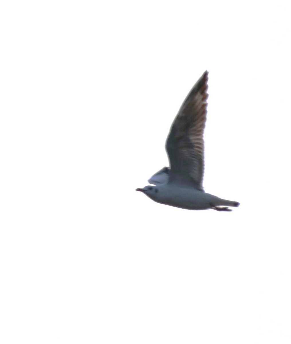 Brown-headed Gull - ML615128872