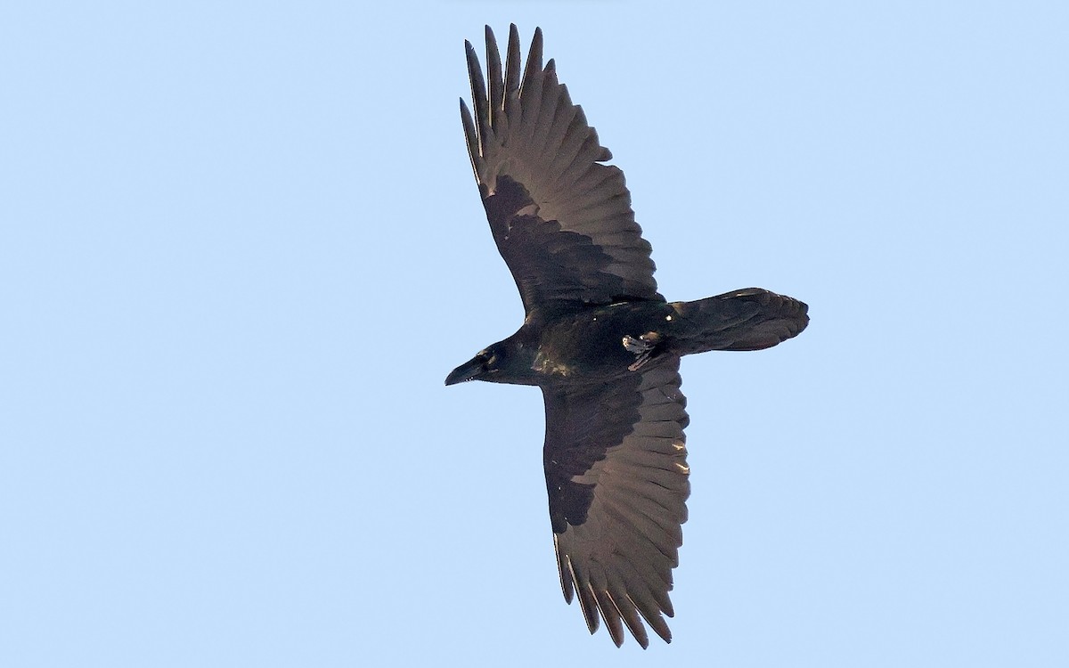 Common Raven - ML615128926