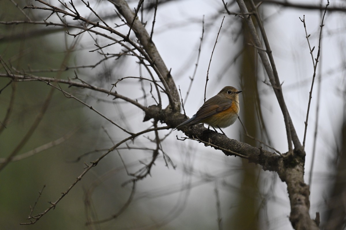 Red-flanked Bluetail - ML615128971