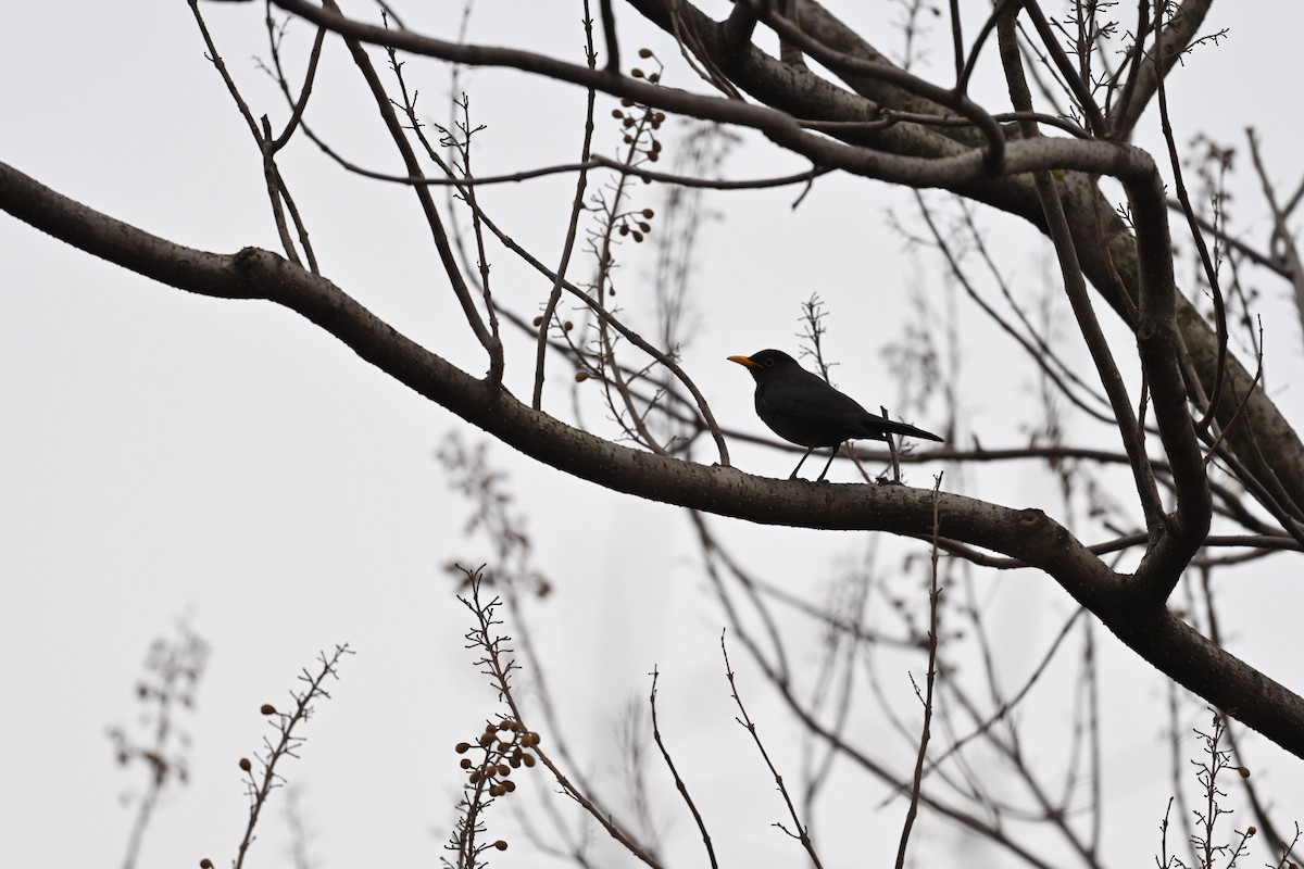 Chinese Blackbird - ML615128982