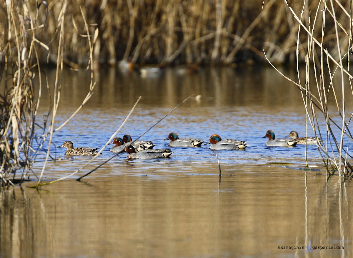 Green-winged Teal - ML615129097