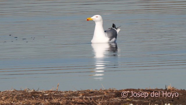 Yellow-legged Gull (michahellis) - ML615129197