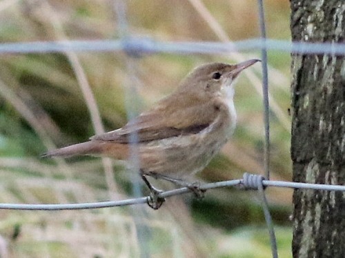 Common Reed Warbler (Common) - ML615129216