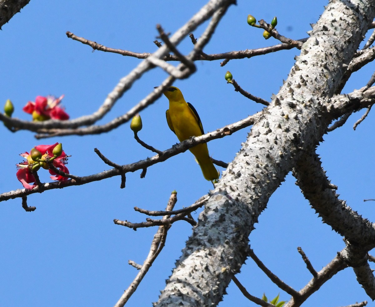 Indian Golden Oriole - ML615129340