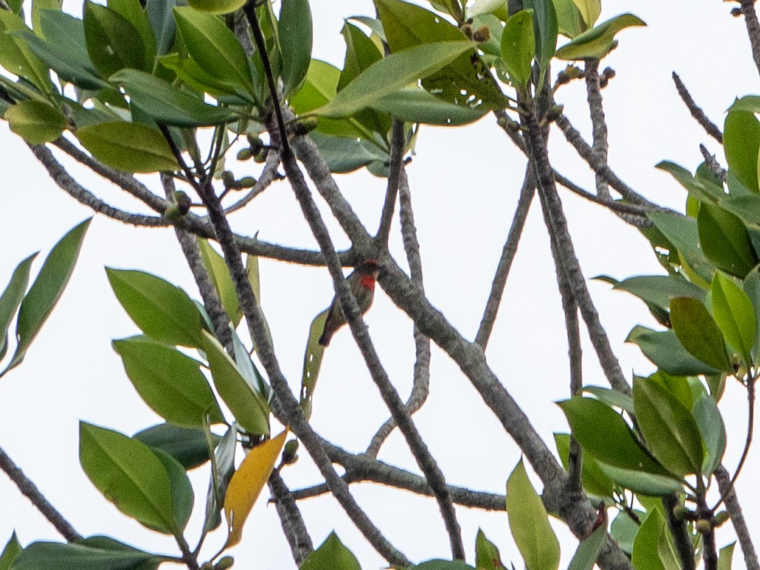 Red-capped Flowerpecker - ML615129461