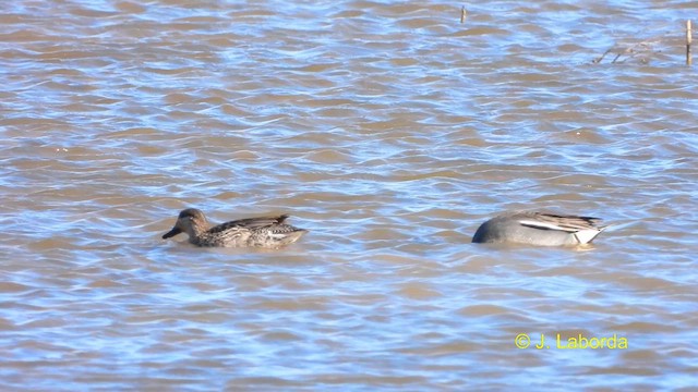 Green-winged Teal - ML615129464