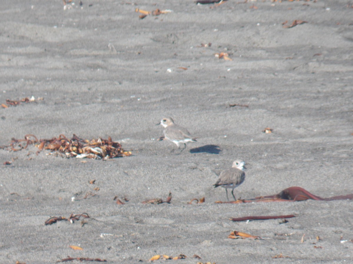 Two-banded Plover - ML615129588