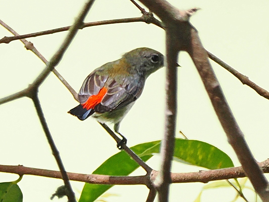 Scarlet-backed Flowerpecker - ML615129603