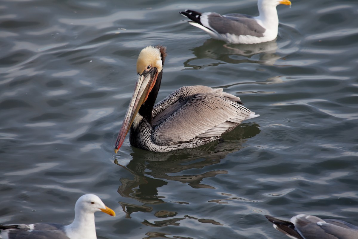 pelikán hnědý - ML615129606