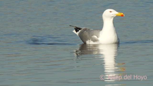 Yellow-legged Gull (michahellis) - ML615129705