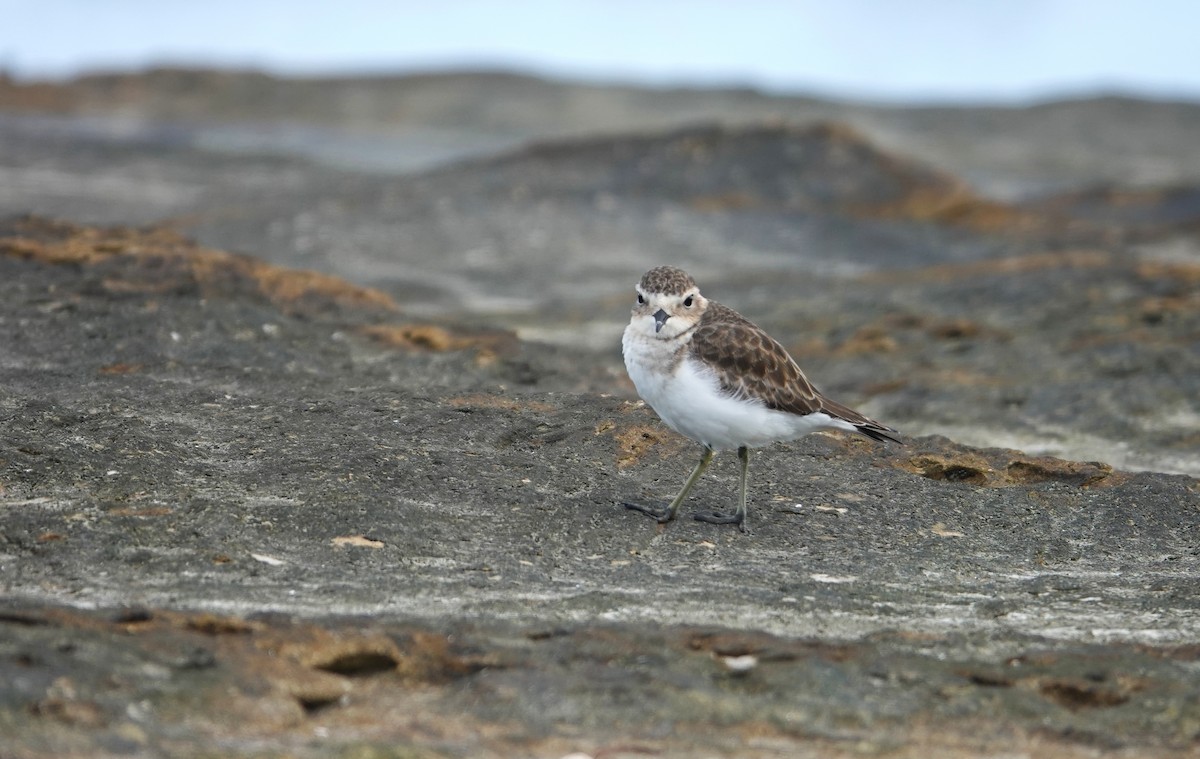 Double-banded Plover - ML615129771