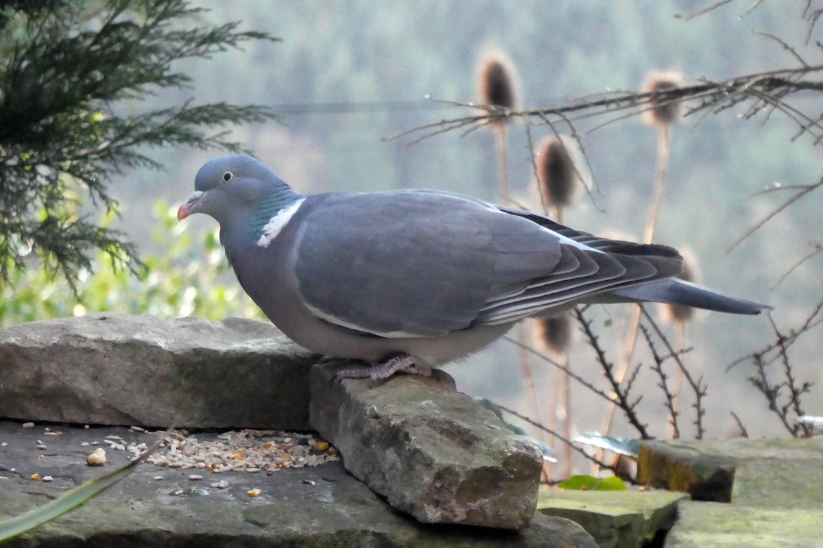 Common Wood-Pigeon - ML615129798
