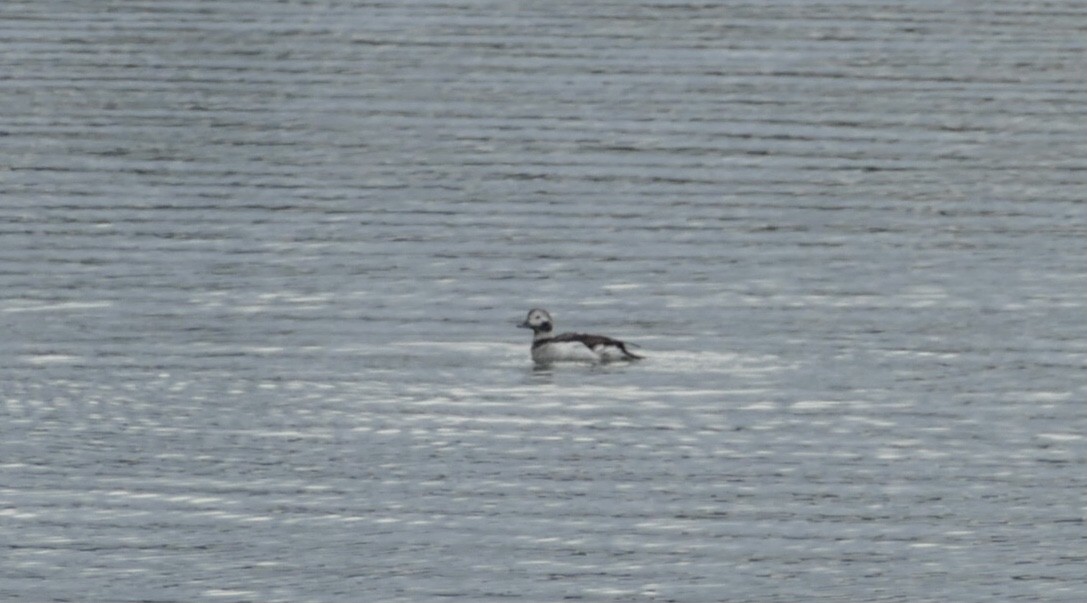 Long-tailed Duck - ML615129974