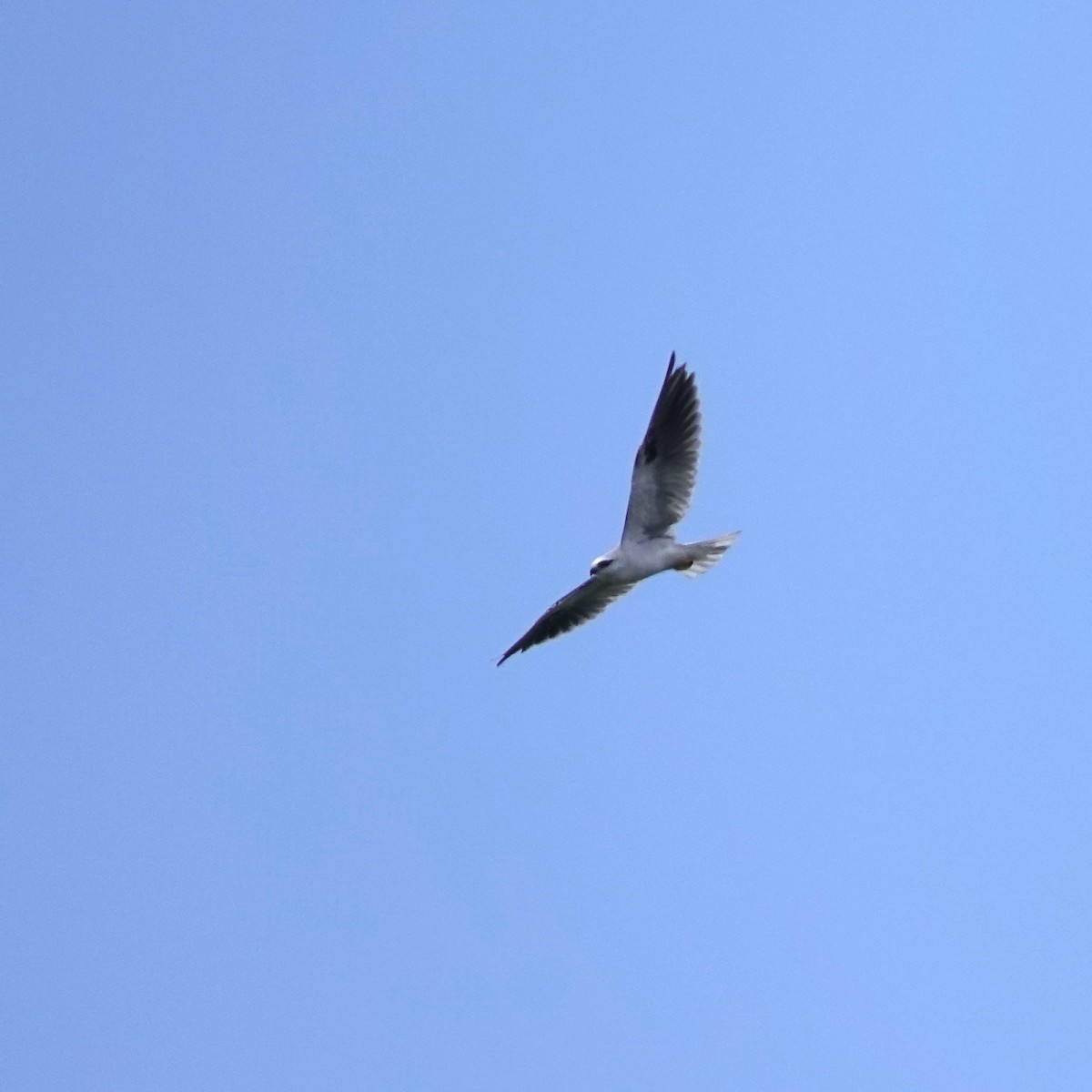 Black-shouldered Kite - ML615130133