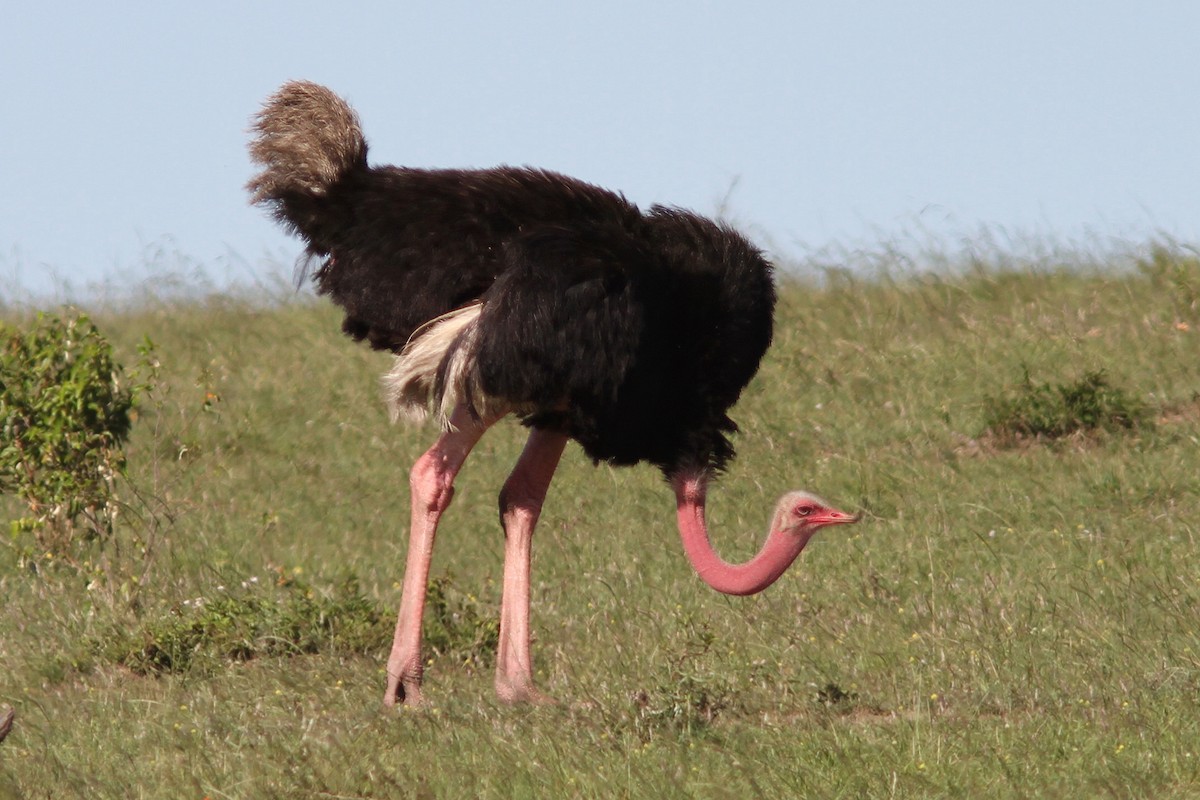 Common Ostrich - Dave Curtis