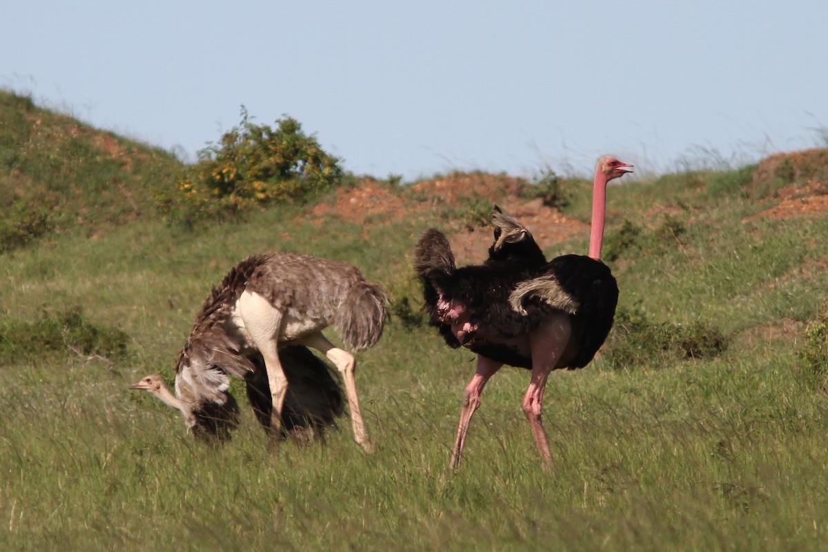 Африканский страус - ML615130164
