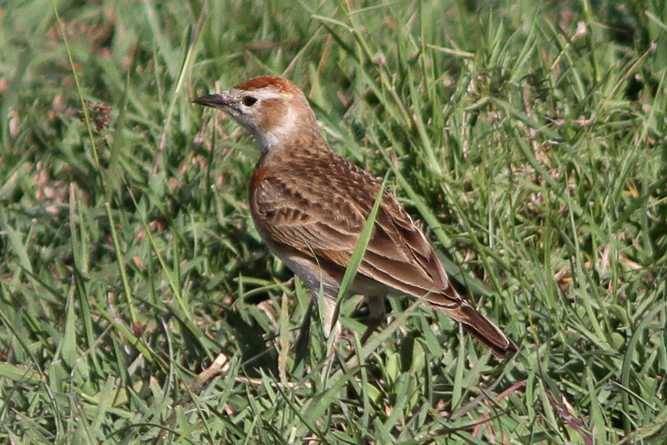 Red-capped Lark - Dave Curtis