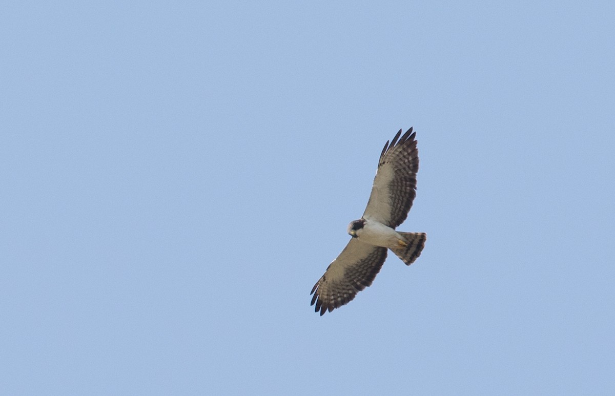 Short-tailed Hawk - ML61513041