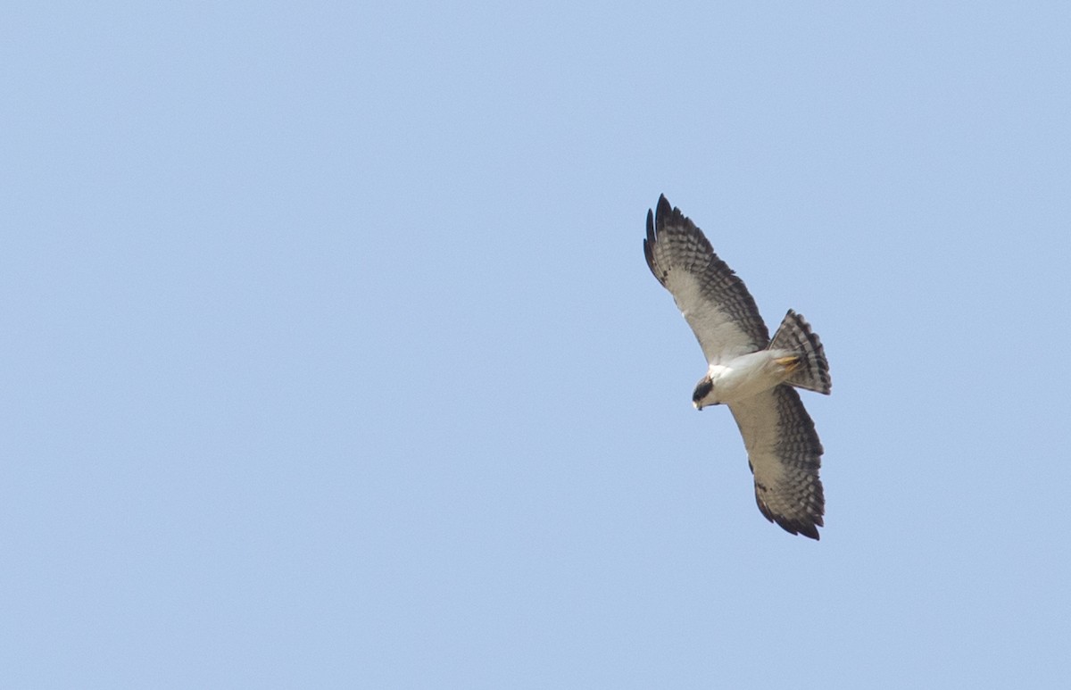 Short-tailed Hawk - ML61513051