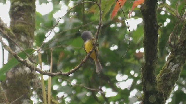 Gray-headed Canary-Flycatcher - ML615130579