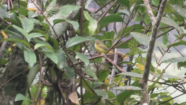Yellow-bellied Warbler - ML615130592